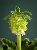 <em>Eucomis autumnalis amaridifolium</em>